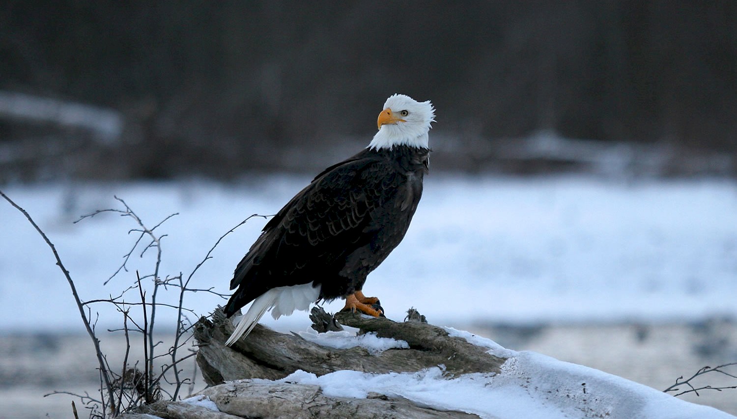 Wintering Bald Eagle in Squamish