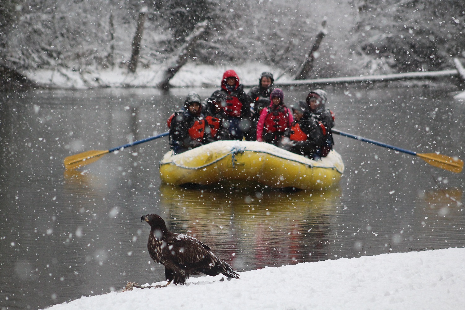 Kid-Approved Eagle Float Trip Itinerary | Tourism Squamish