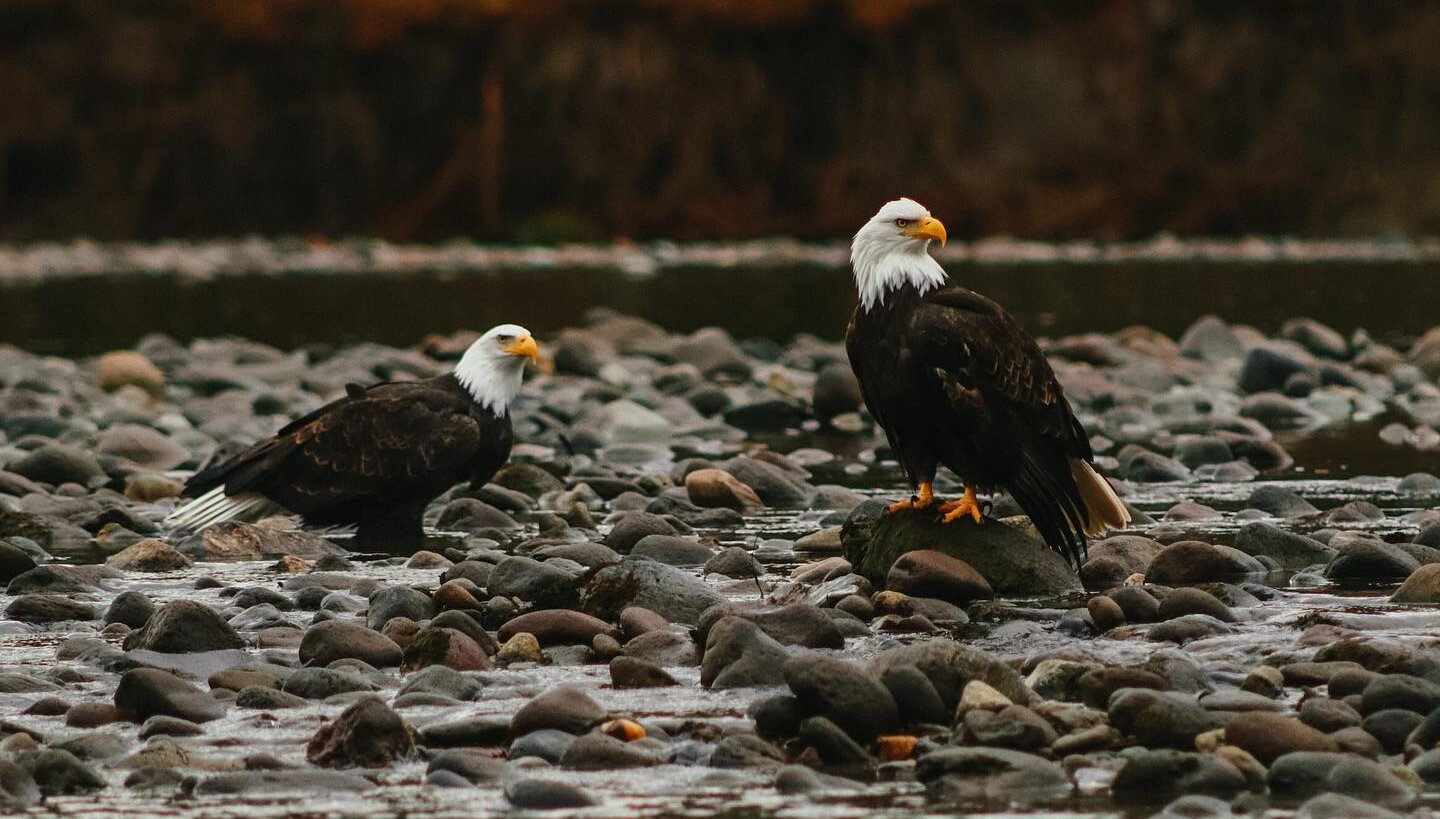 Tips to Make the Most of Eagle Season