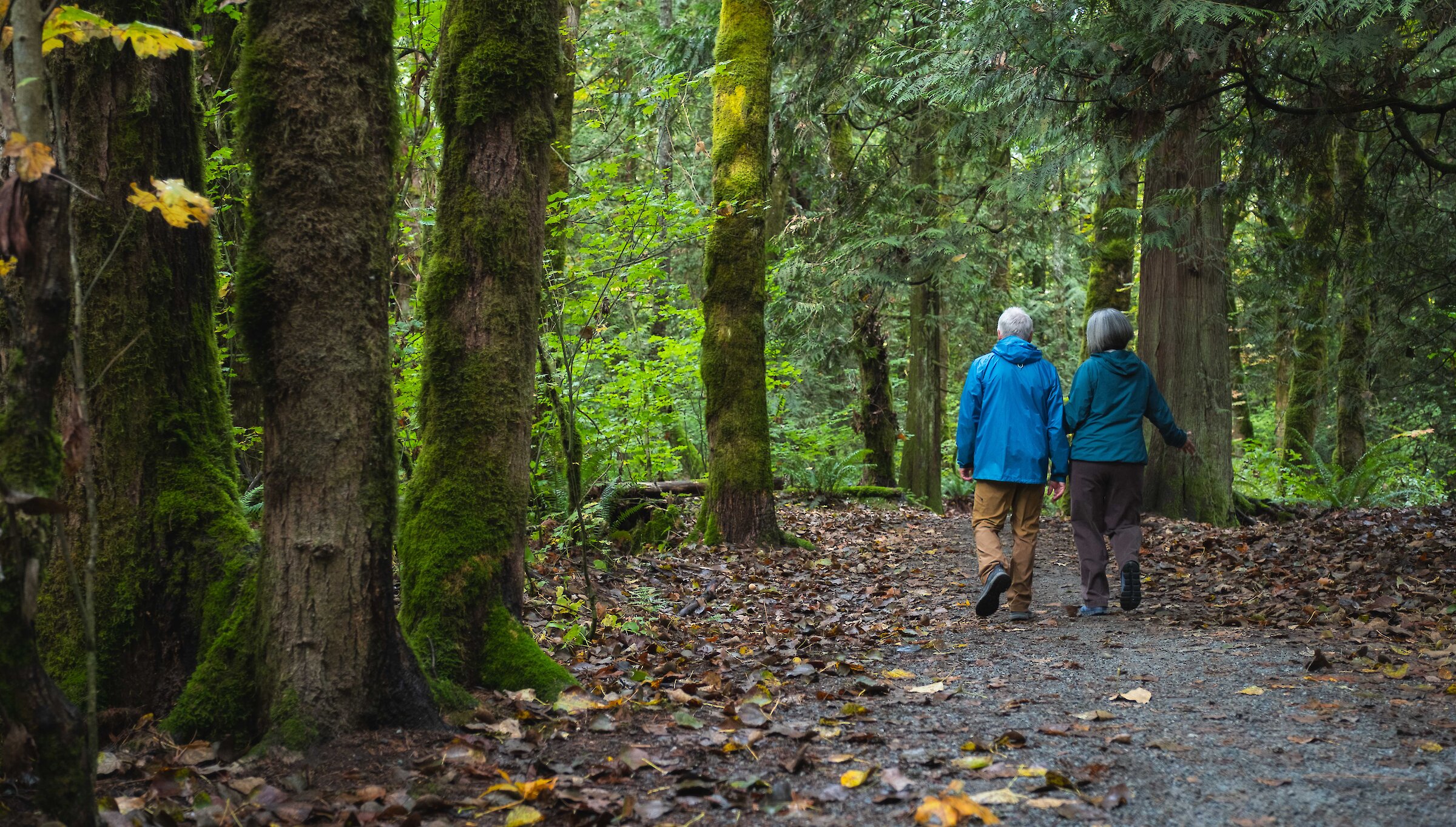 Best Places to Explore the Squamish Rainforest