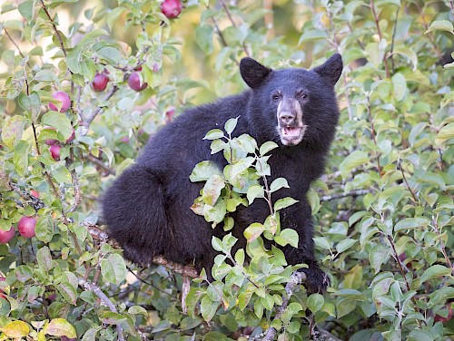 Bears are very active in Squamish in September