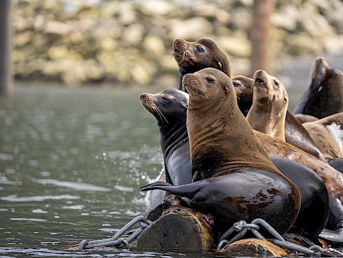 Sea lions in Porteau Cove