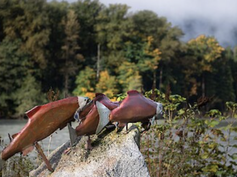 Salmon art in Brackendale