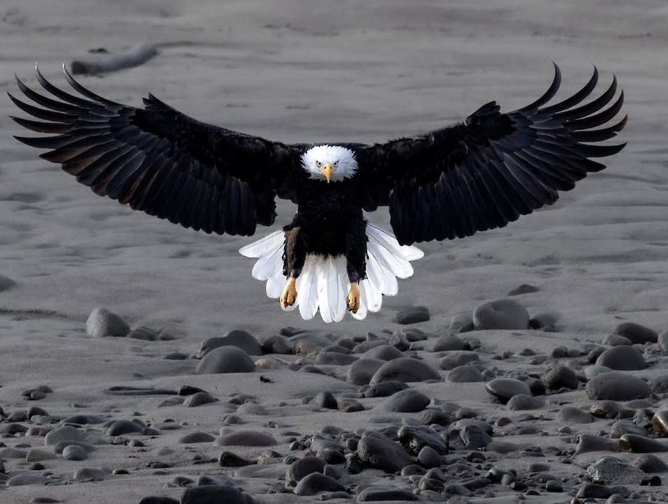 Eagle Watching in Brackendale