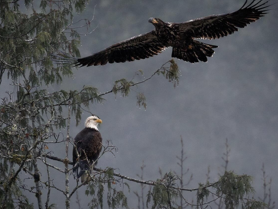 Eagle Watching in Brackendale