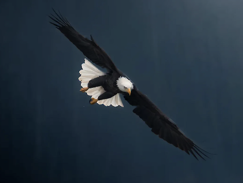 Eagle Watching in Brackendale