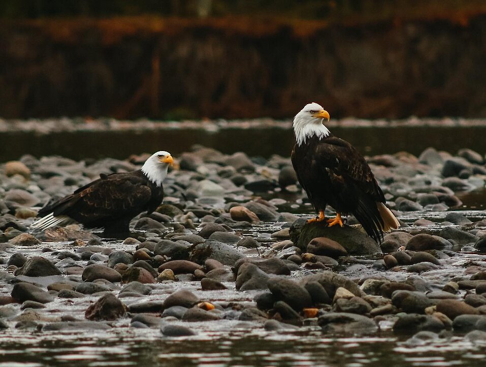 Eagle Watching in Brackendale