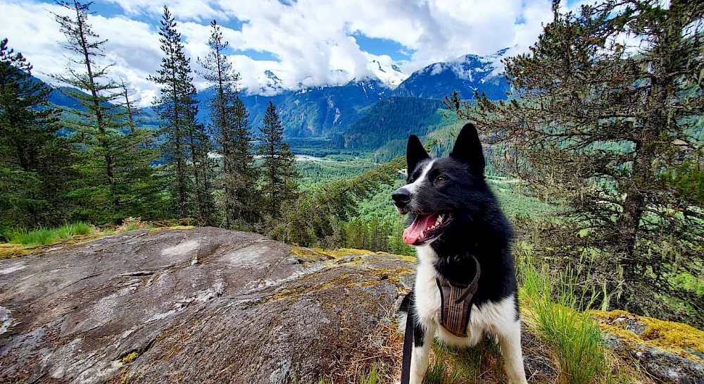 Dog on a hike in Squamish