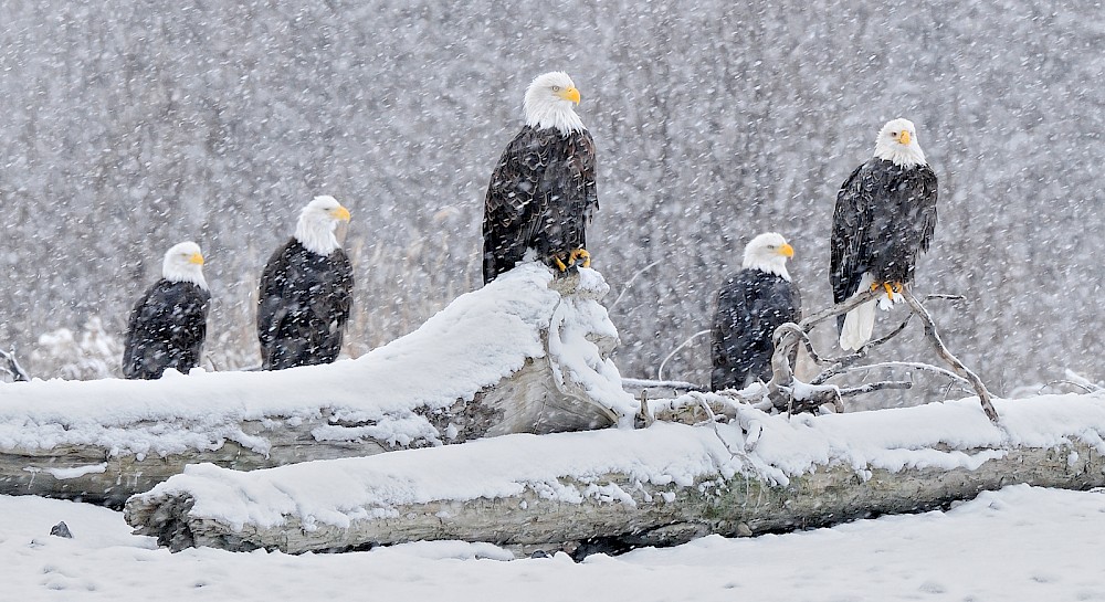 Five Bald Eagles in a snowstorm in Squamish