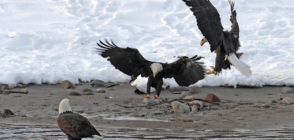 Cheakamus Centre Winter Eagle Viewing Day