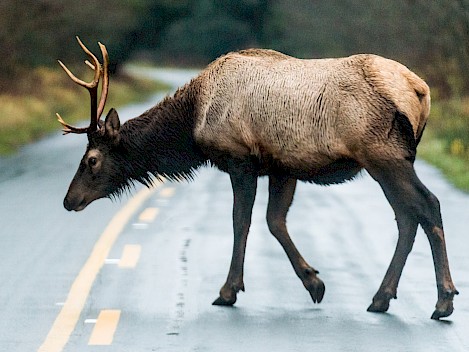 Elk on the road